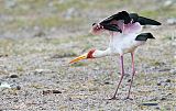 Yellow-billed Stork